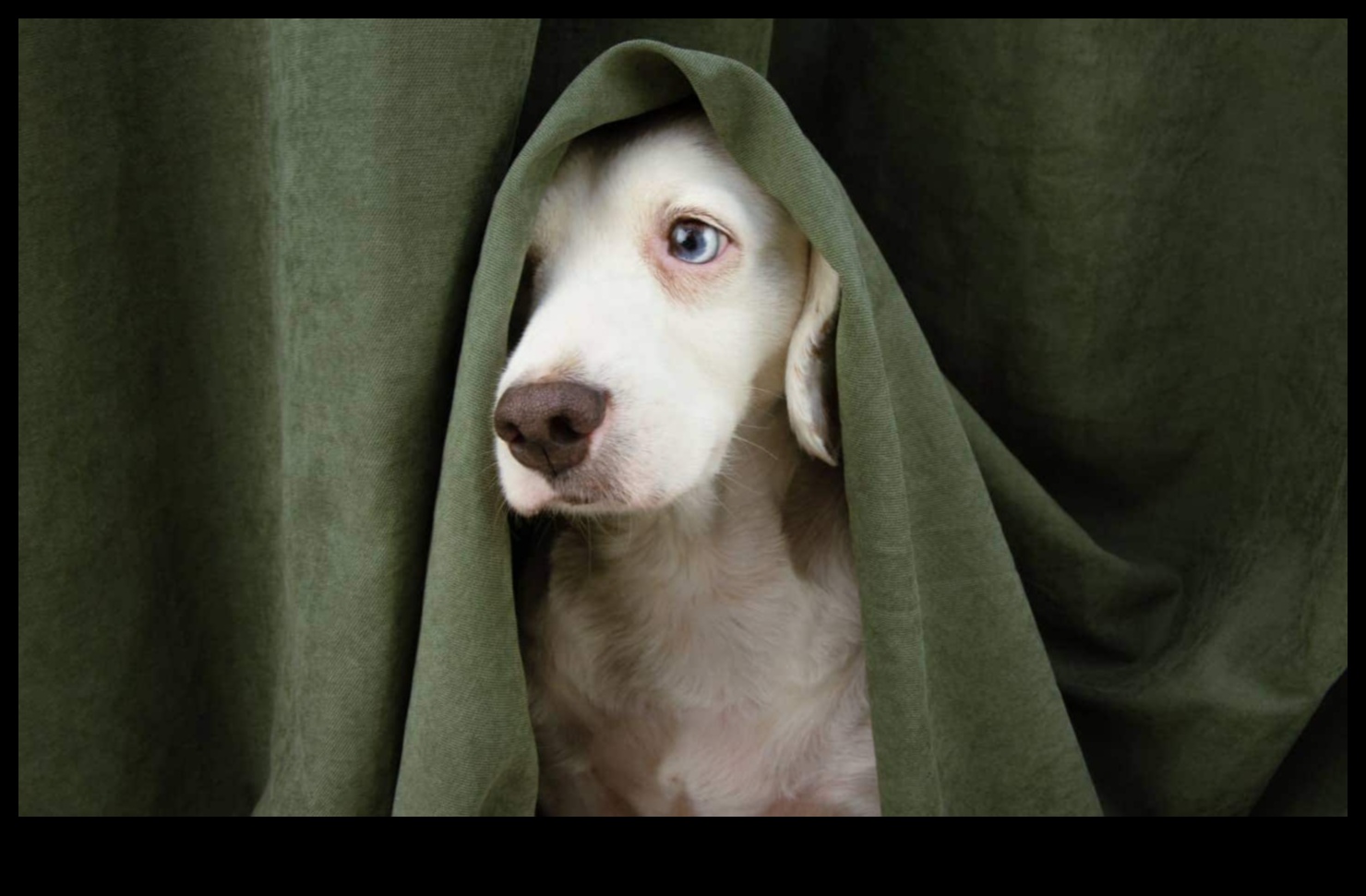 ניווט בחרדת כלבים: טיפים לגור רגוע