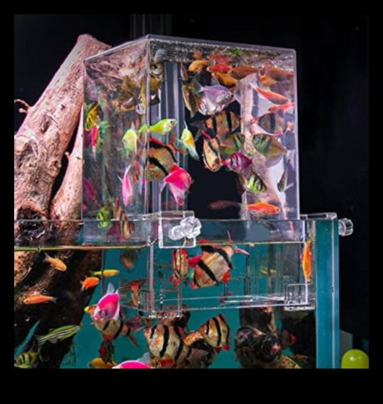 Extravaganza אביזרי אקווריום המשך: הוספת אלגנטיות לדגים שלך