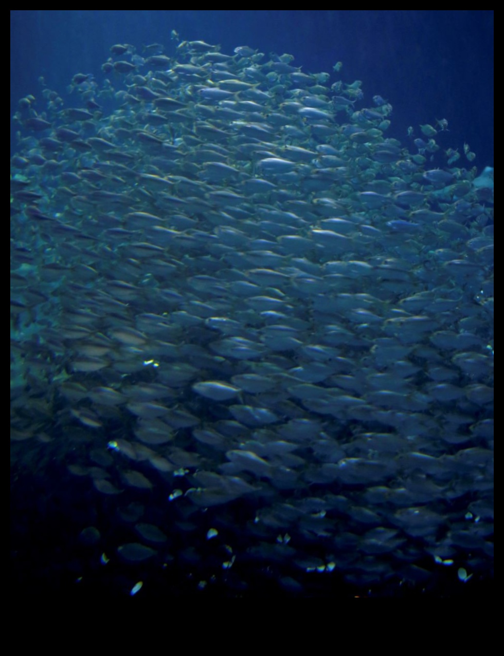 שחו לתוך המדע: הבנת התנהגות דגים וביולוגיה