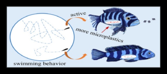 שחו לתוך המדע: הבנת התנהגות דגים וביולוגיה