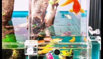 Extravaganza אביזרי אקווריום המשך: הוספת אלגנטיות לדגים שלך