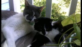 תיבת החול הנמוכה: היגיינה ותחזוקה של חתולים