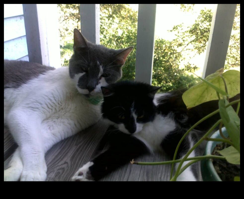 תיבת החול הנמוכה: היגיינה ותחזוקה של חתולים