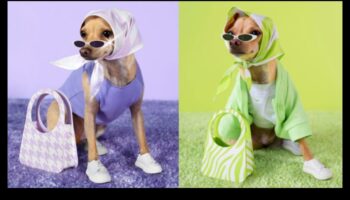 כלבים קוטוריירים: מעצבים יוצרים אופנה מסוגננת לכלבים
