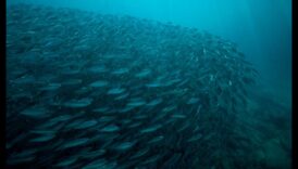 שחו לתוך המדע: הבנת התנהגות דגים וביולוגיה