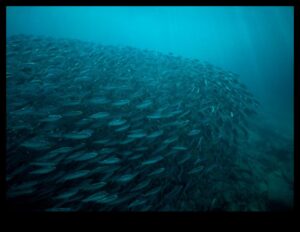 שחו לתוך המדע: הבנת התנהגות דגים וביולוגיה