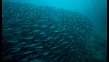 שחו לתוך המדע: הבנת התנהגות דגים וביולוגיה