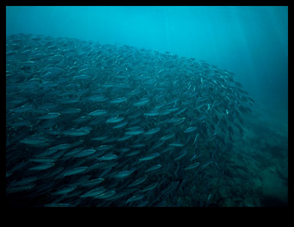 שחו לתוך המדע: הבנת התנהגות דגים וביולוגיה